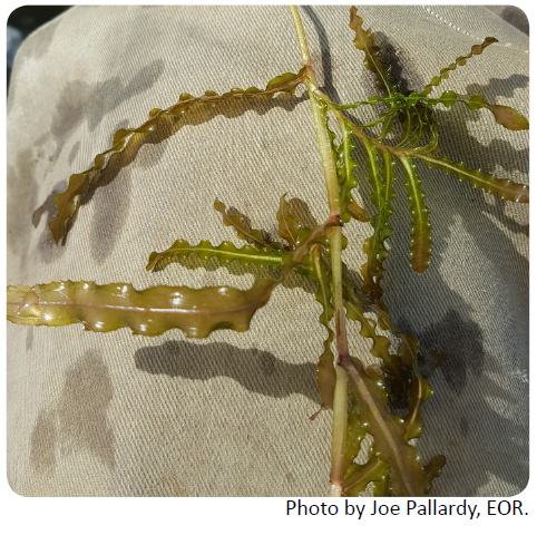 CurlyLeafPondWeed-PhotoBy-Joe_Pallardy_EOR