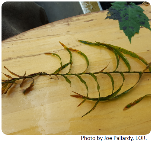 FernLeafPondWeed-PhotoBy-Joe_Pallardy_EOR