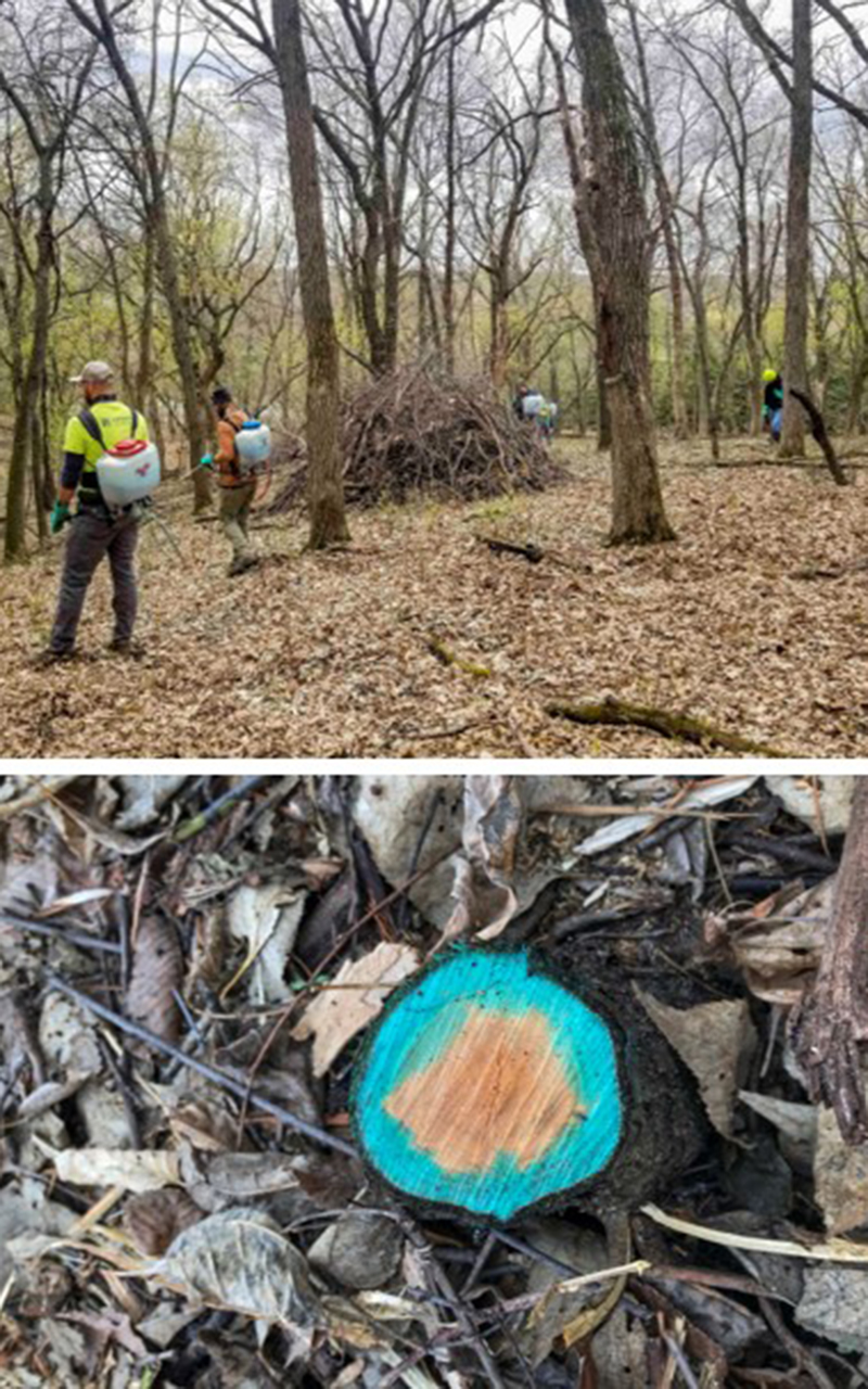 Invasive Woody Removal_crop