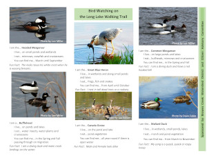 2024 Trifold Long Lake Water Fowl Brochure 4-21