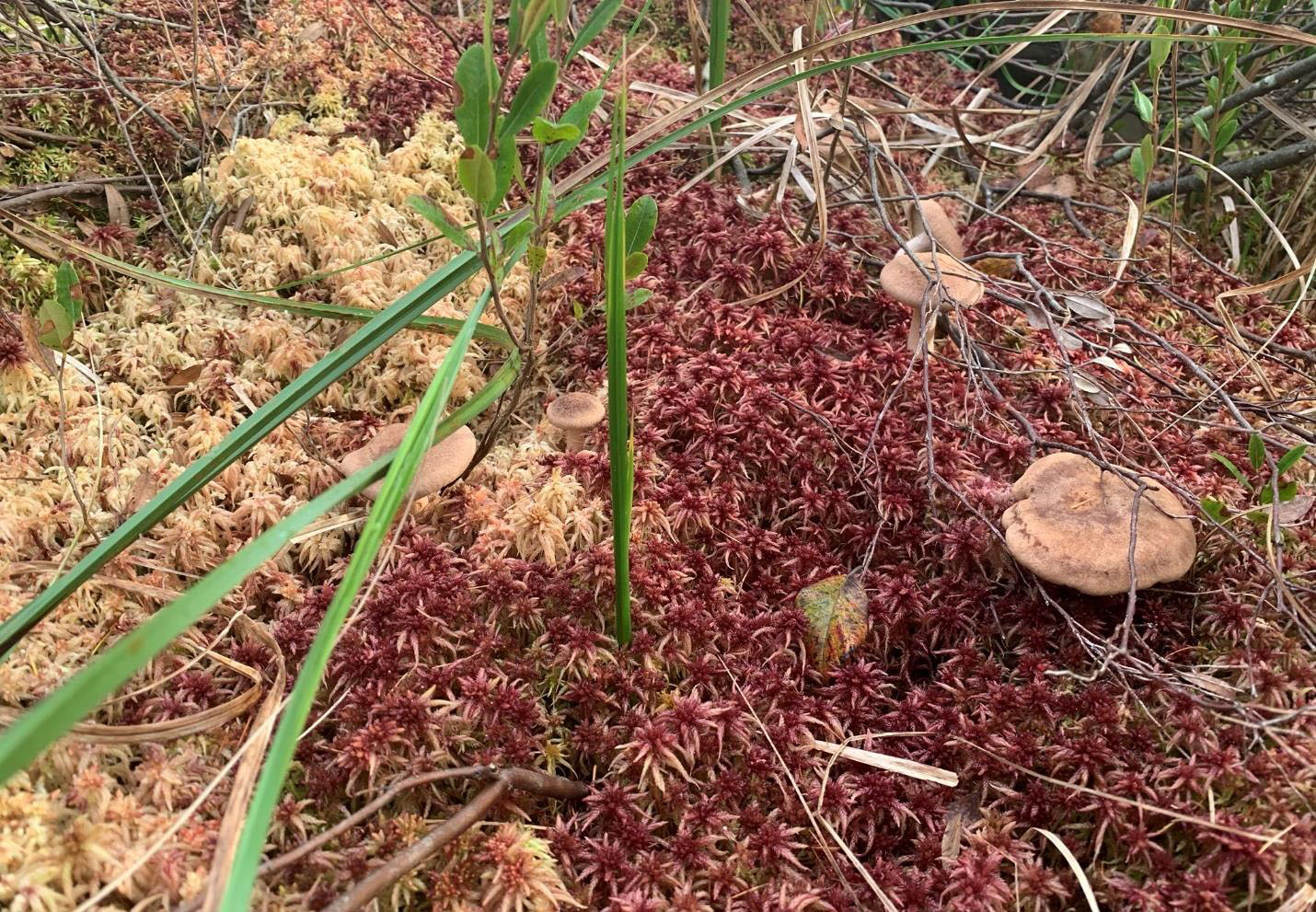 Sphagnum Moss at Mendel Wetland