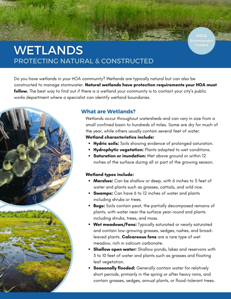 Wetlands - 1