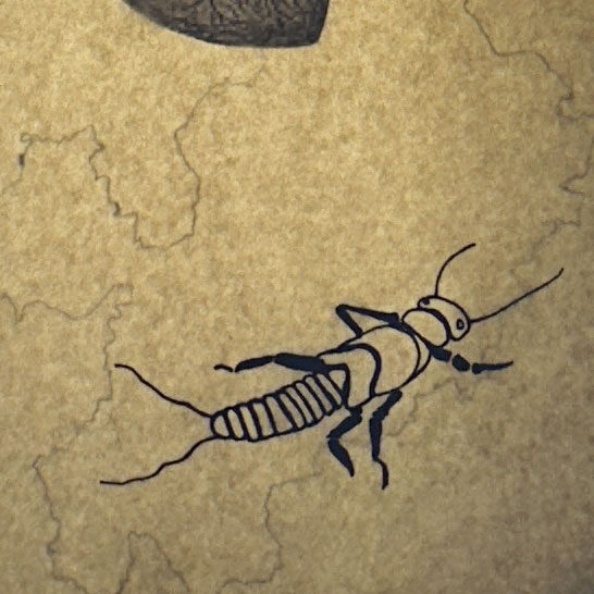 Close up on stonefly