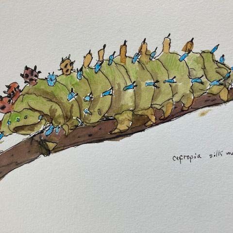 Silk moth caterpillar