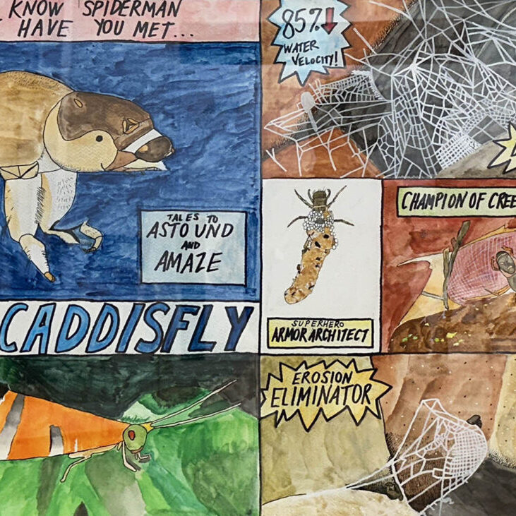 Comic-style graphic of the caddisfly