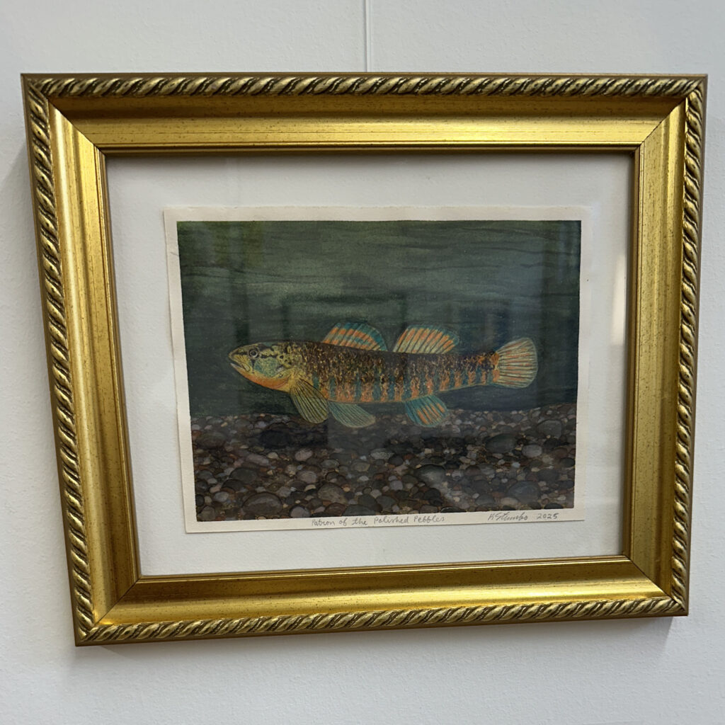 Framed Rainbow darter painting
