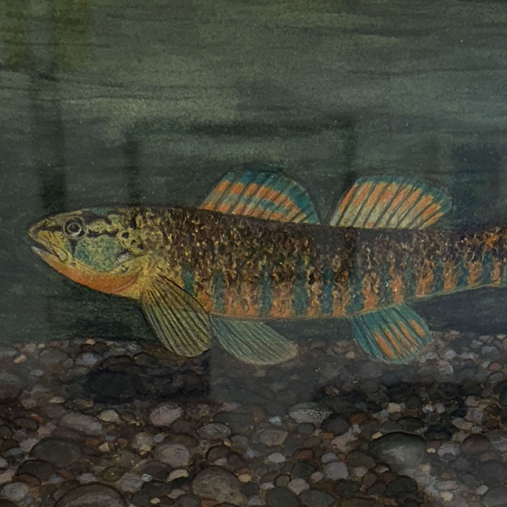 Rainbow darter painting
