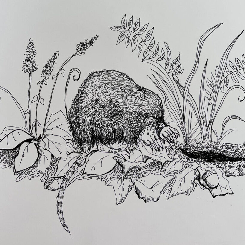 Pen drawing of star-nosed mole