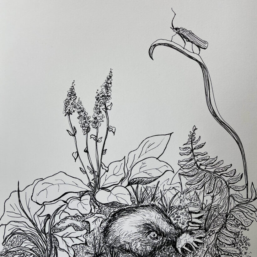 Pen drawing of star-nosed mole