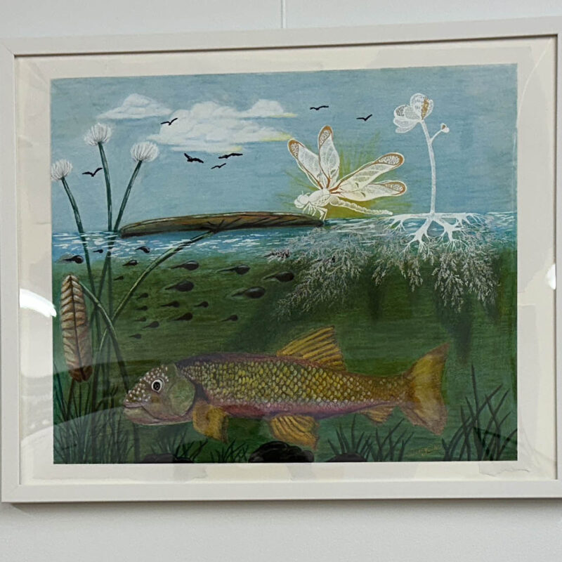 Art featuring the bladderwort, a dragonfly, and a fish