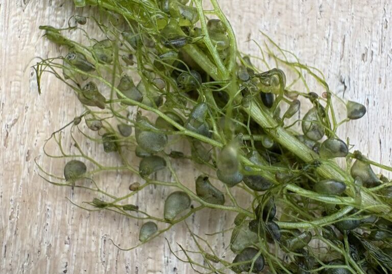 Bladderwort, a green, stringy looking native aquatic plant with small "bladders"