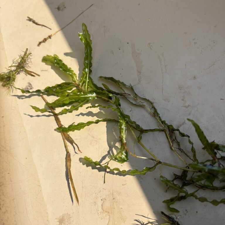 A green aquatic plant with leaves that resemble lasagna noodles