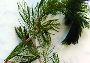 A green aquatic plant with stringy nodules