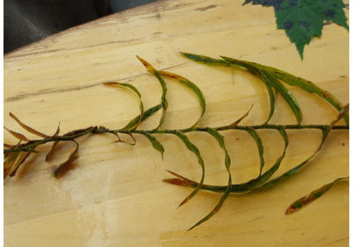 A native aquatic plant with leaves representing ferns.