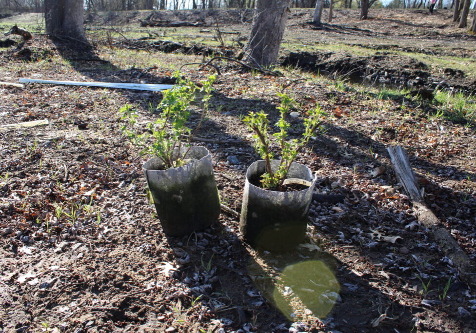 Shrubs ready to be planted