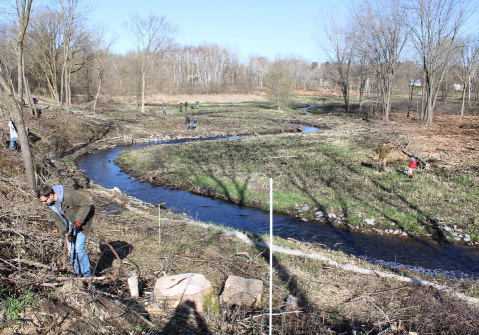Creek with new trees in tree tubes