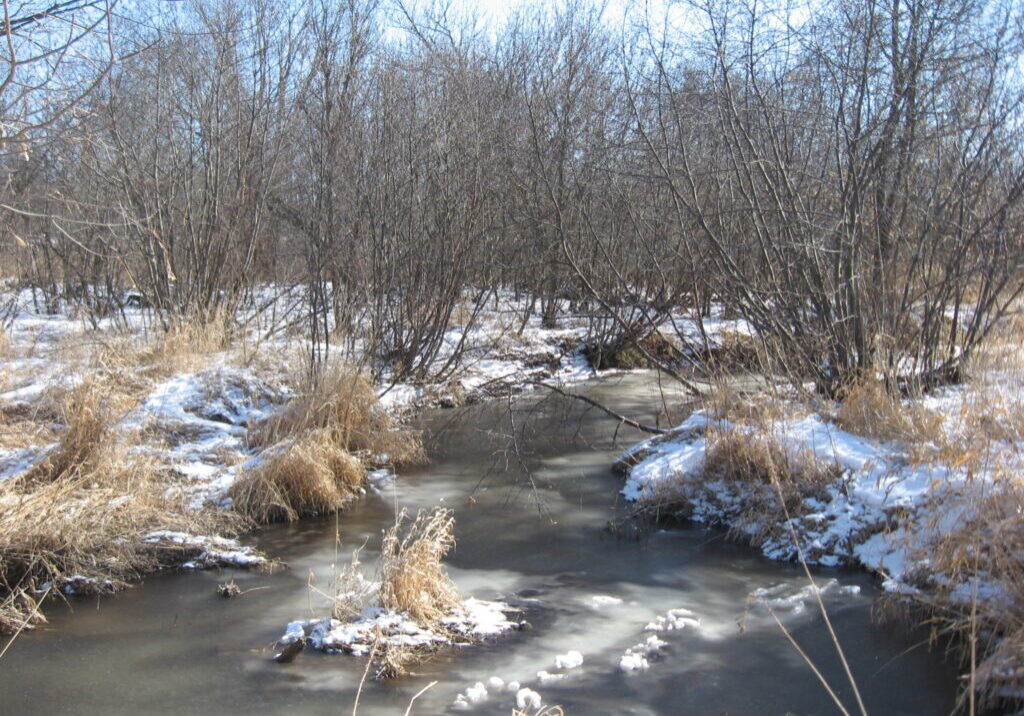stream in the winter
