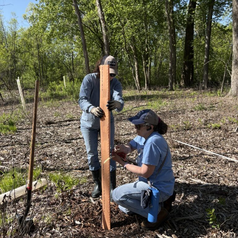 Two women in a forested area holding up and securing a brown protective tube around a newly planted tree.