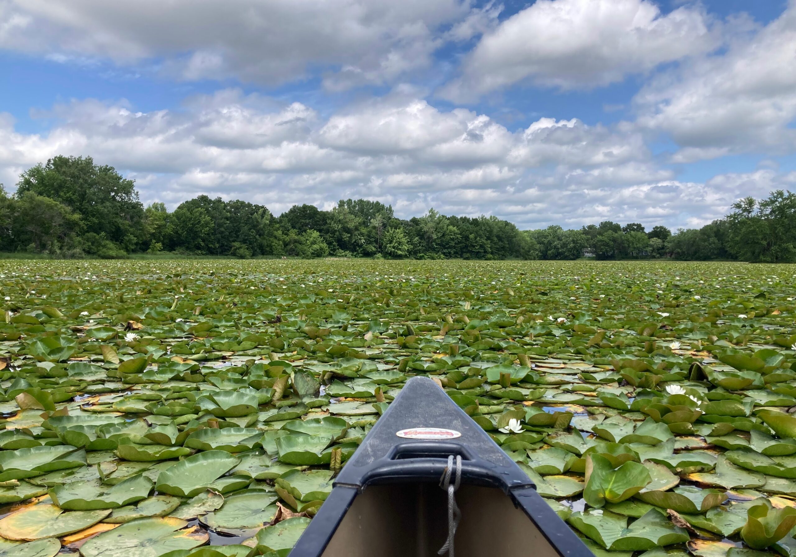 Lily pads on Long Lake
