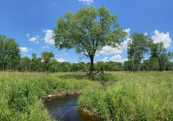 Native Vegetation Growing In
