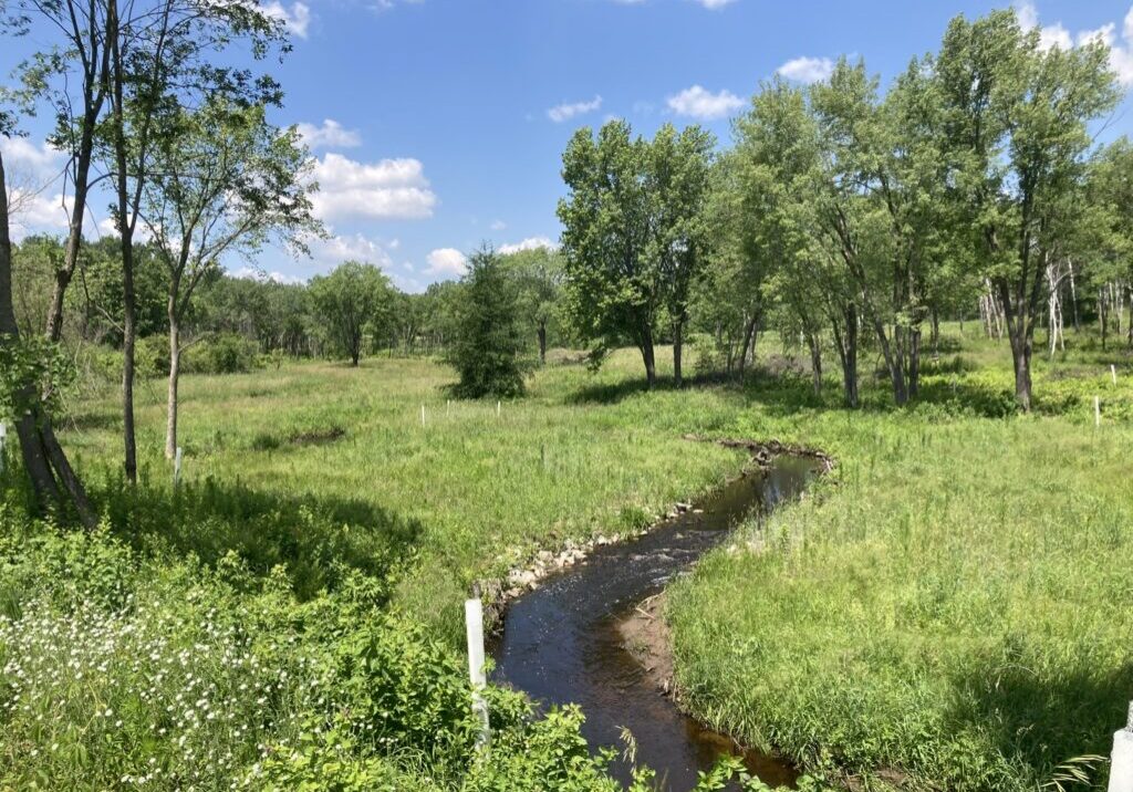 Restored Brown's Creek and native plants