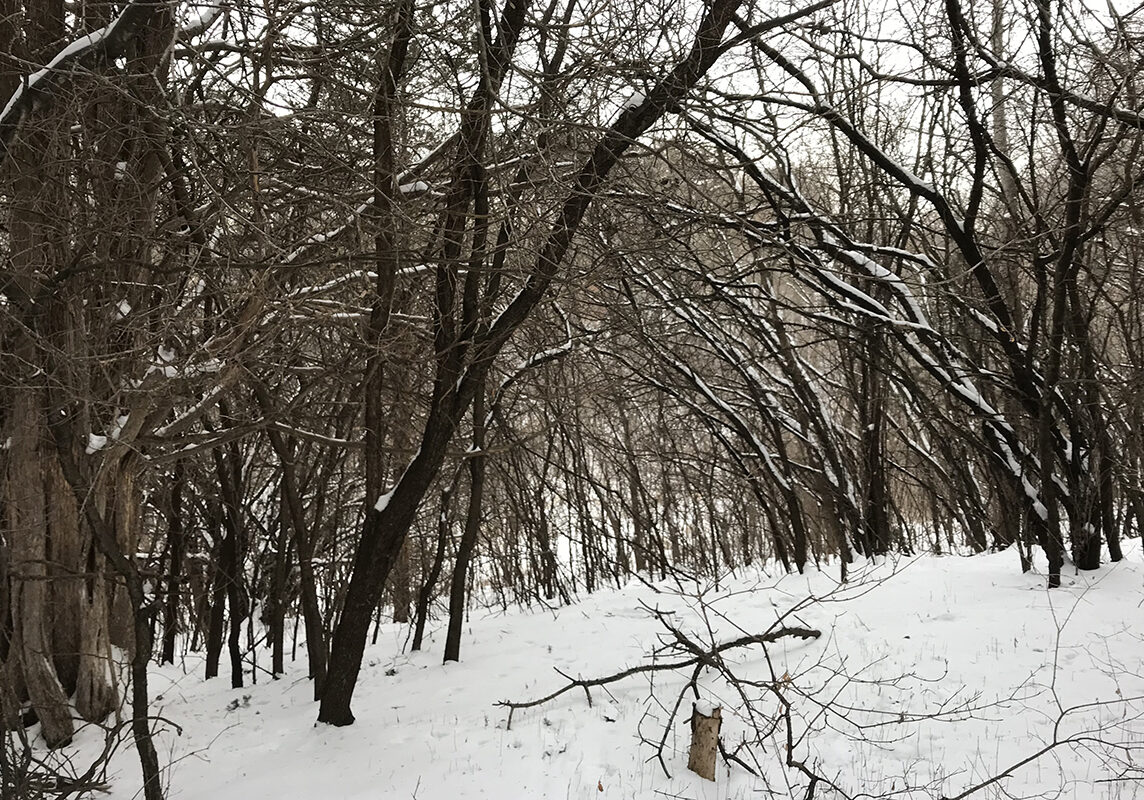 PreCut_WoodyInvasives