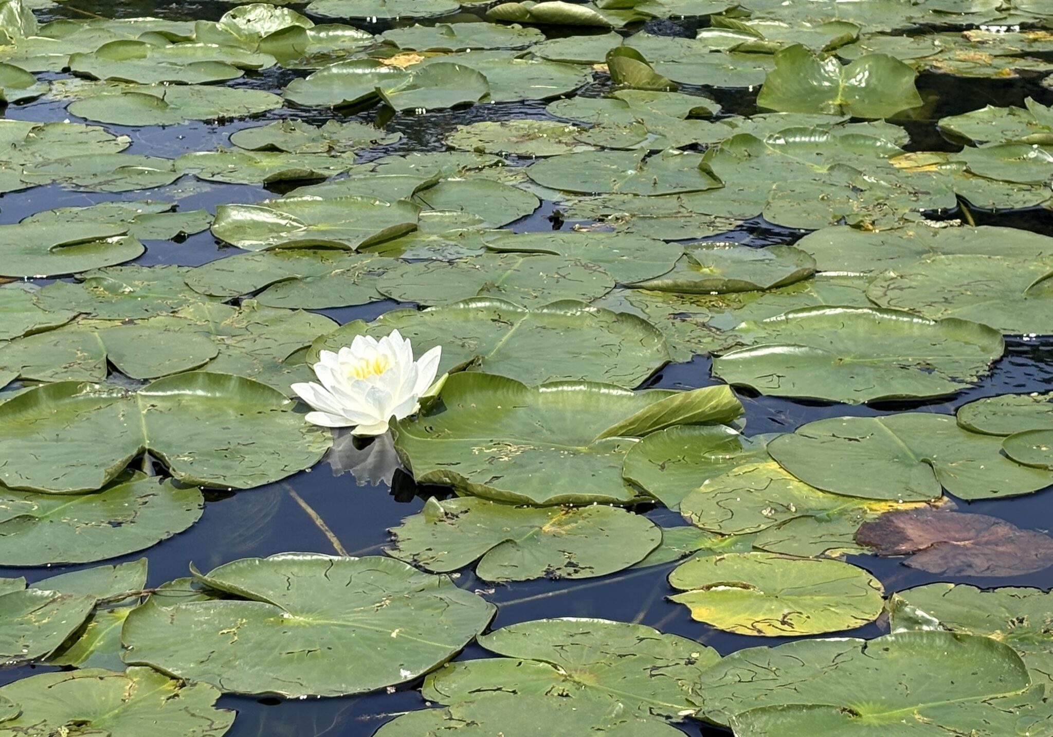 Green lily pads covering the water with one white flower with a yellow center.