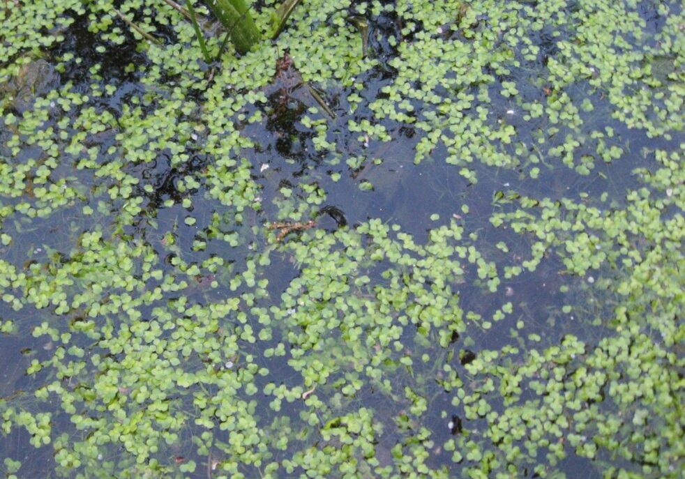Lots of tiny green leaf-looking plants on the surface of a lake