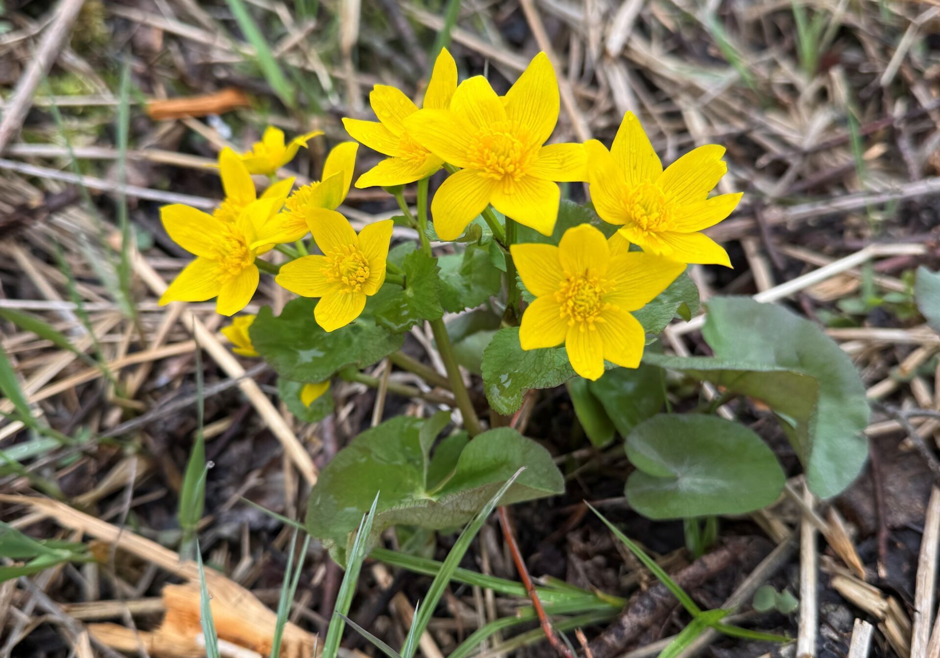 Marsh marigolds in bloom